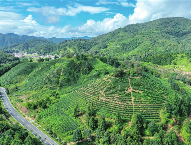 一本綠證激活萬(wàn)畝青山財(cái)富密碼